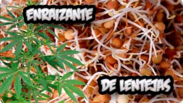 [ID: CZ_szBOIb8o] Youtube Automatic