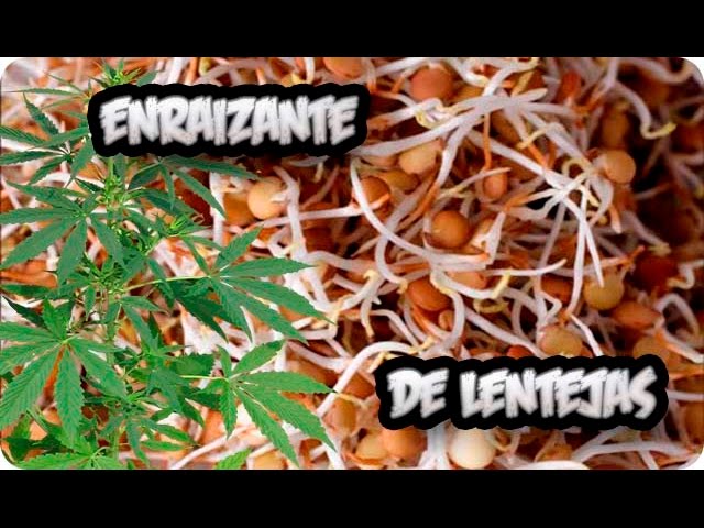 Precargar imagen
