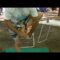 [ID: d4I0Ve-pKtA] Youtube Automatic
