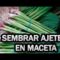 [ID: DFKLAoTF-Zw] Youtube Automatic