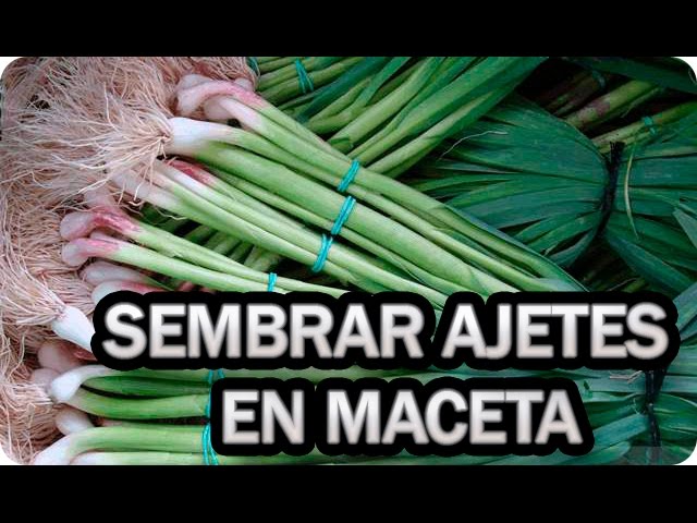 Precargar imagen