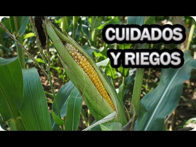 Precargar imagen