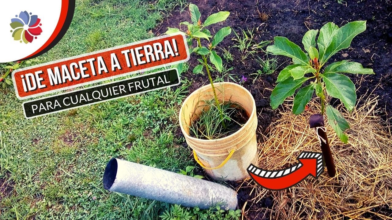 Precargar imagen
