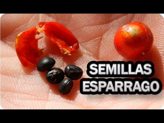 Precargar imagen
