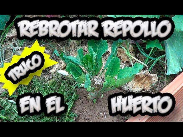 Precargar imagen