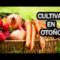 [ID: f8k90w0zK7U] Youtube Automatic