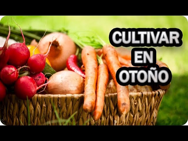 Precargar imagen