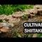 [ID: fHwoyMGG8Io] Youtube Automatic