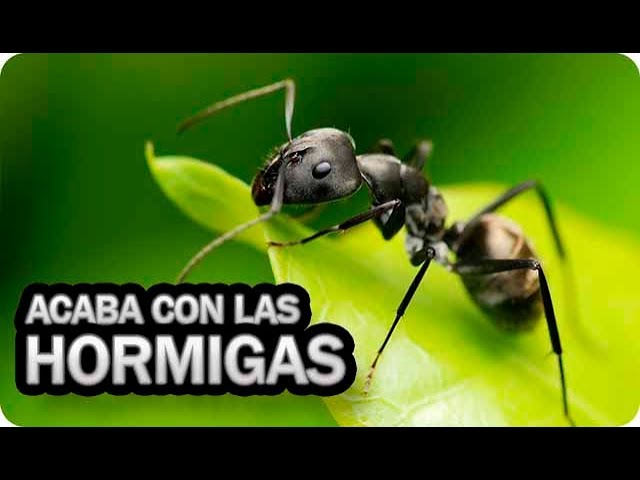 Precargar imagen