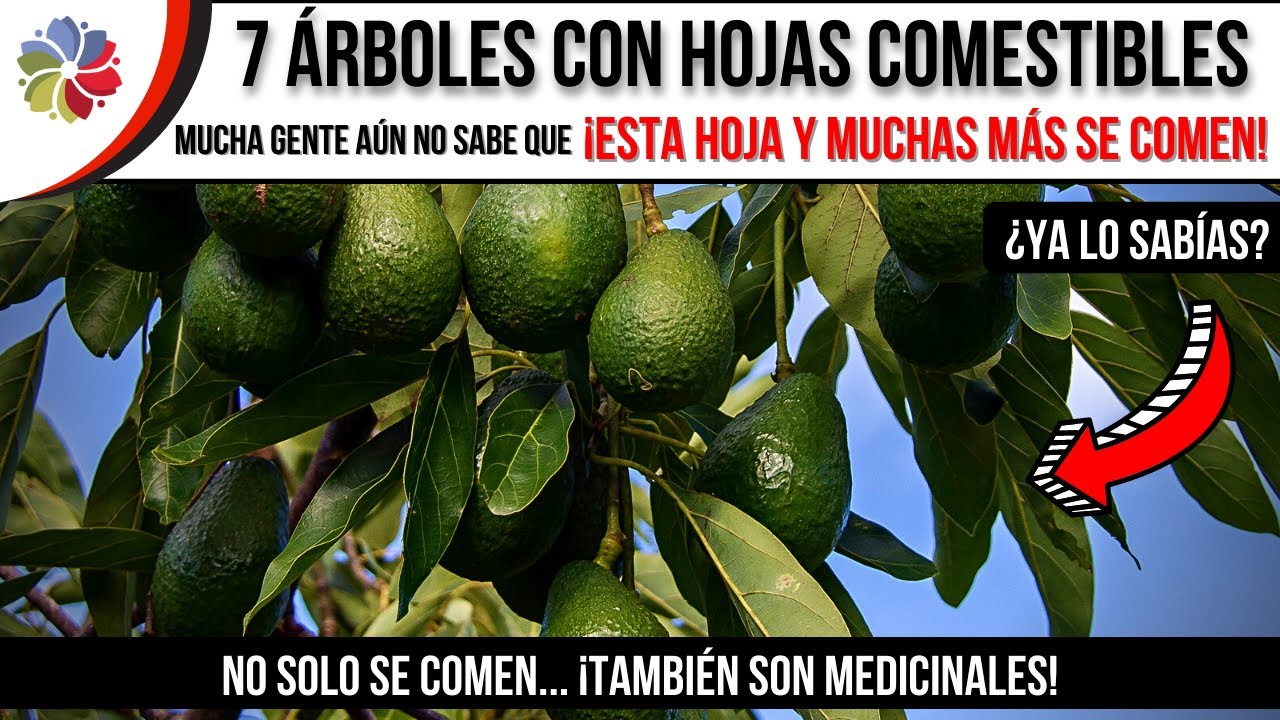 Precargar imagen