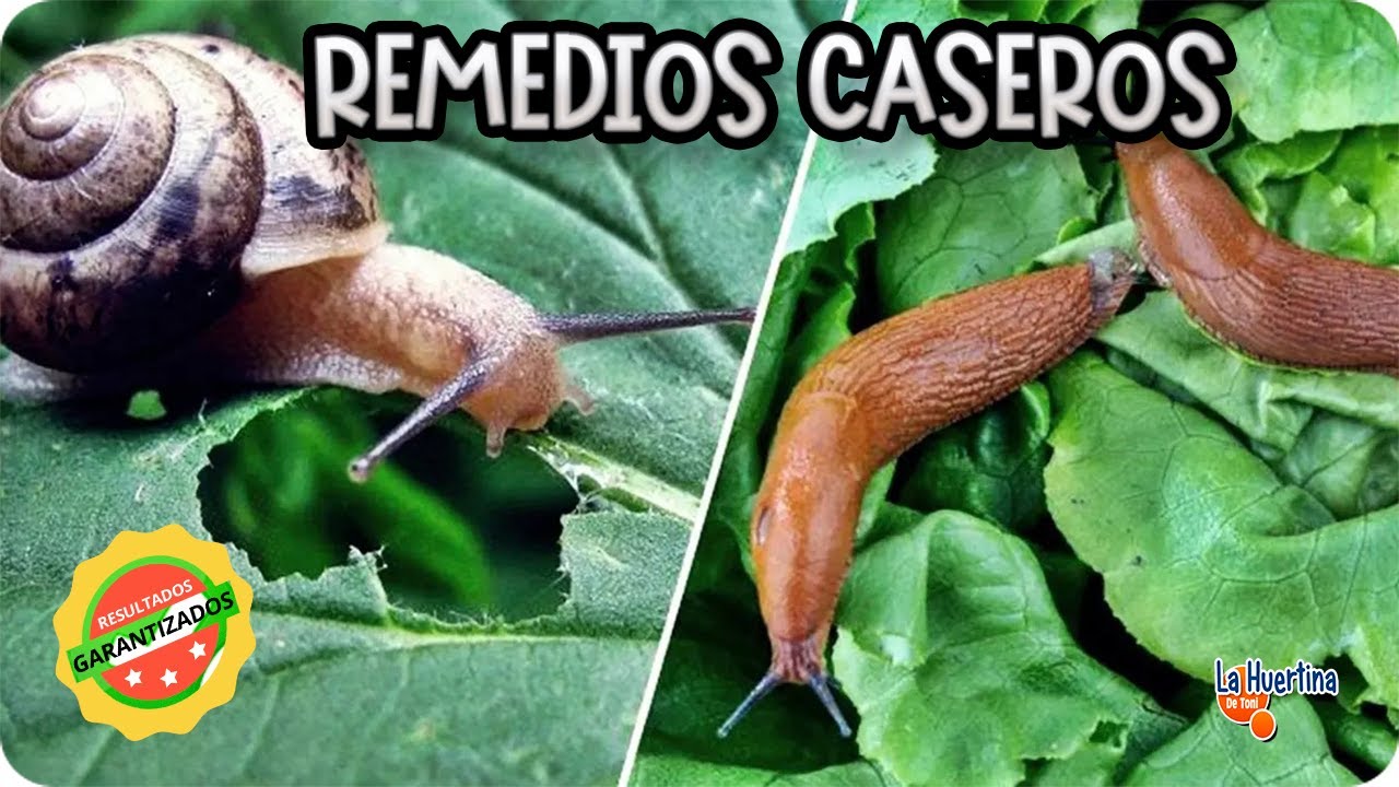 Precargar imagen