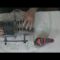 [ID: FTNZAq846Uw] Youtube Automatic