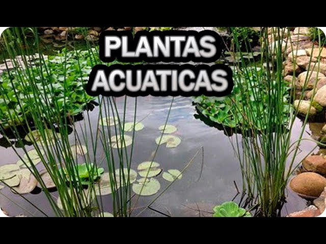 Precargar imagen