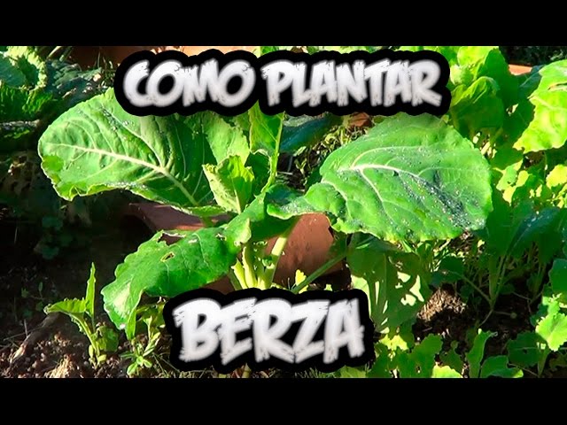 Precargar imagen