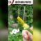 [ID: gGd8n050wXw] Youtube Automatic