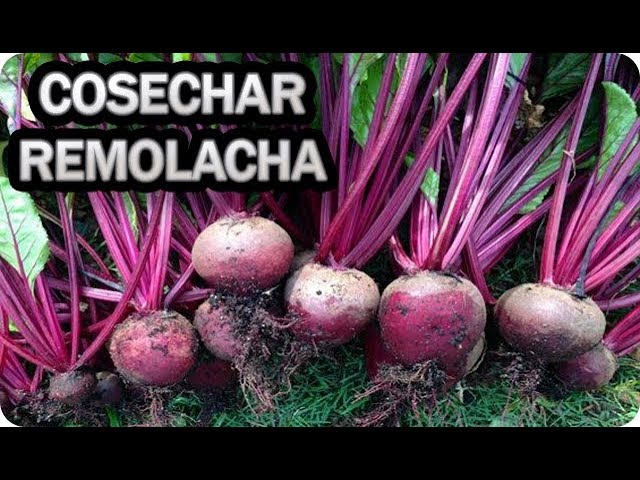 Precargar imagen