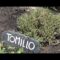 [ID: gTMRnvKvhAY] Youtube Automatic