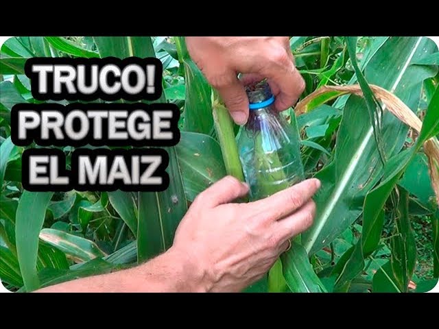 Precargar imagen
