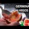 [ID: GzTg10WoPZw] Youtube Automatic