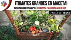 [ID: H7zQIoPxL-E] Youtube Automatic