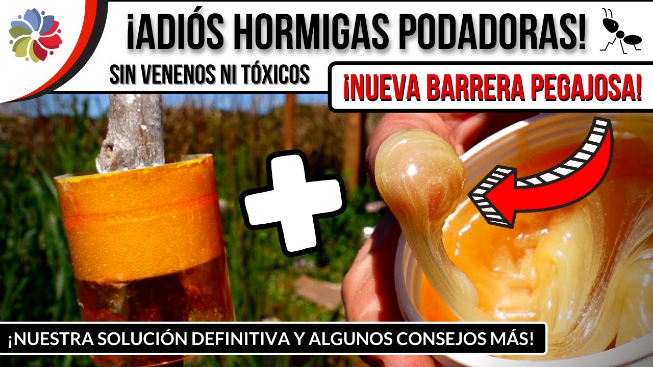 Precargar imagen