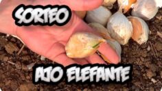 [ID: HohAPG6cVgo] Youtube Automatic