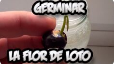 [ID: htwCCORlIO8] Youtube Automatic