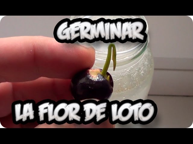 Precargar imagen
