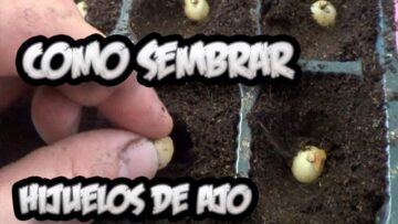 [ID: hwaJPJVR46g] Youtube Automatic