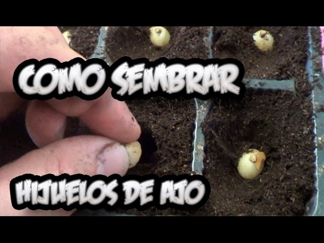 Precargar imagen