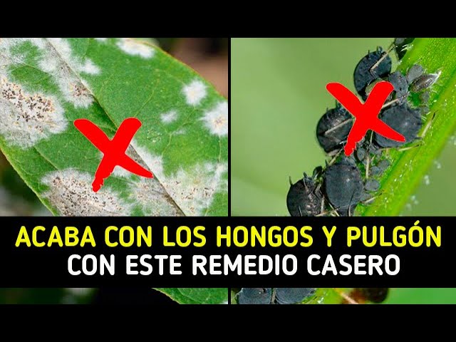 Precargar imagen