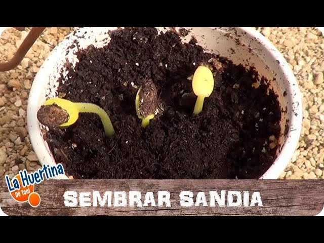 Precargar imagen