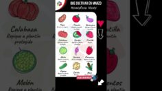 [ID: ipAMg9lP0jE] Youtube Automatic