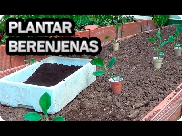 Precargar imagen