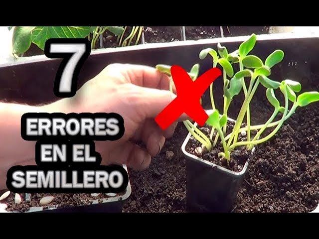 Precargar imagen