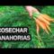 [ID: JwR6kKSlnbI] Youtube Automatic