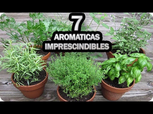 Precargar imagen