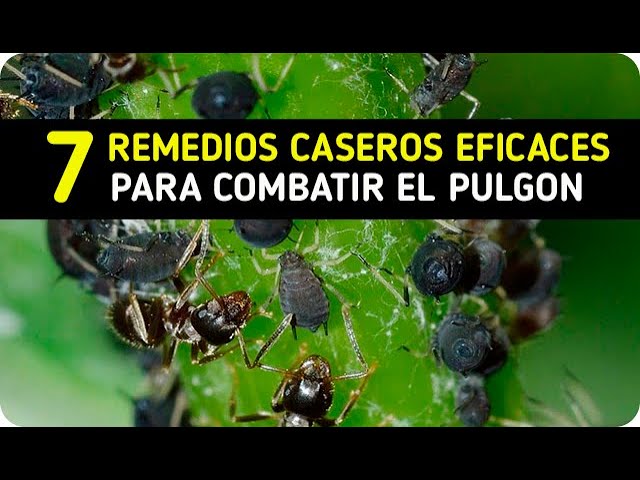 Precargar imagen