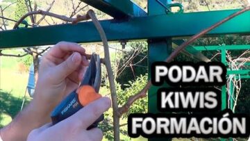 [ID: kDI3nmAUBM4] Youtube Automatic