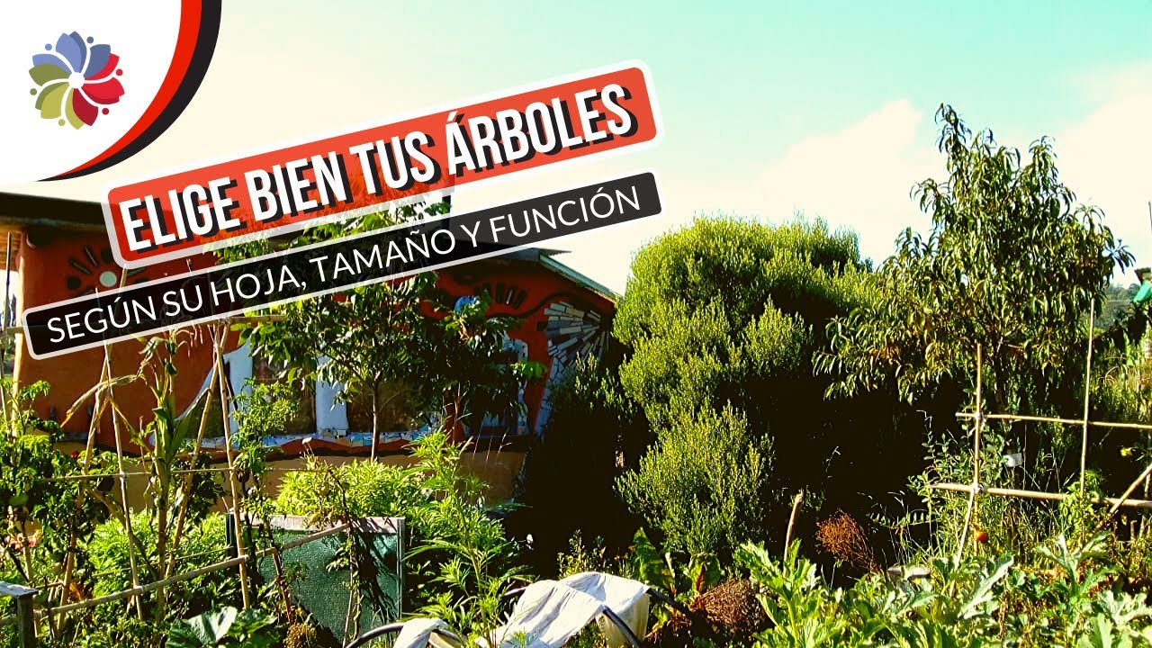 Precargar imagen