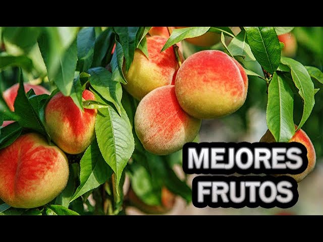 Precargar imagen