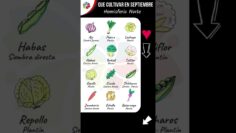 [ID: KUhIvJ7im-4] Youtube Automatic