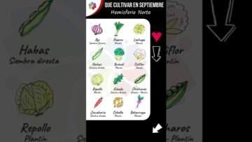 [ID: KUhIvJ7im-4] Youtube Automatic