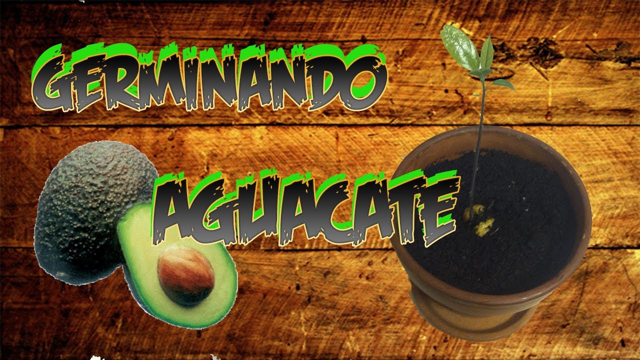 Precargar imagen