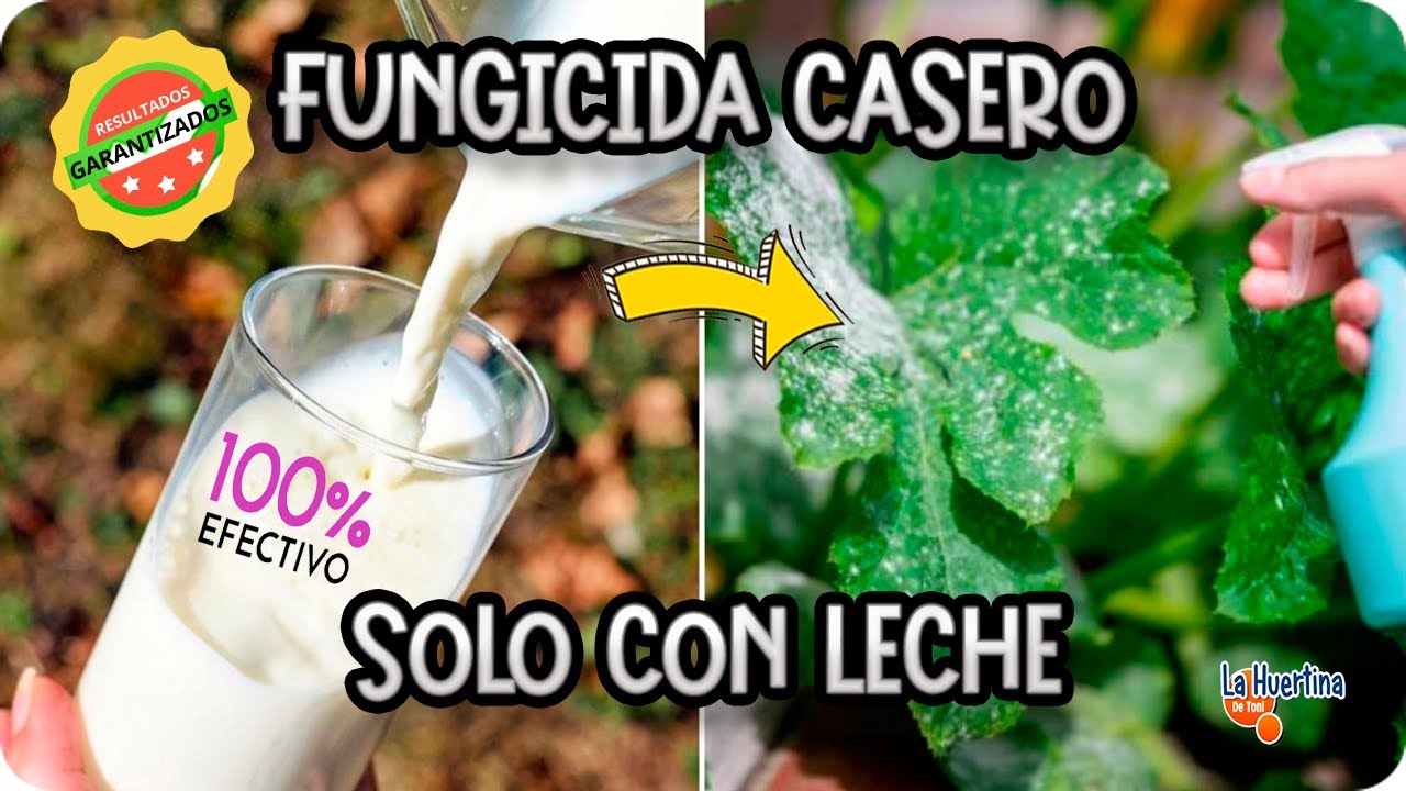 Precargar imagen