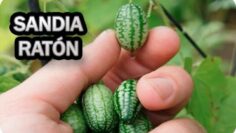 [ID: lRluvVJwew0] Youtube Automatic