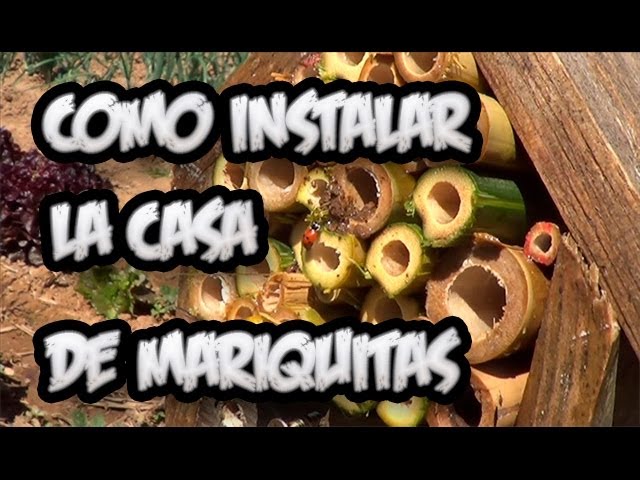 Precargar imagen