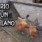 [ID: M-ZHZBGODZ8] Youtube Automatic