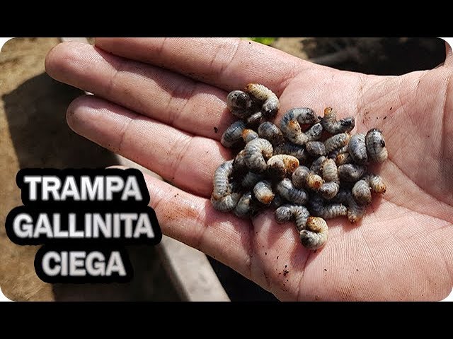 Precargar imagen
