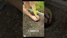 [ID: mdCEsaeSIi0] Youtube Automatic